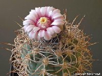 Gymnocalycium rhodantherum ©GMcoll..jpg